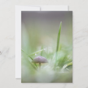Cartes Pour Fêtes Annuelles Petite photo de la nature des champignons