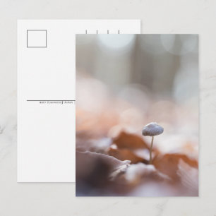 Cartes Pour Fêtes Annuelles Petits champignons Photo de la nature
