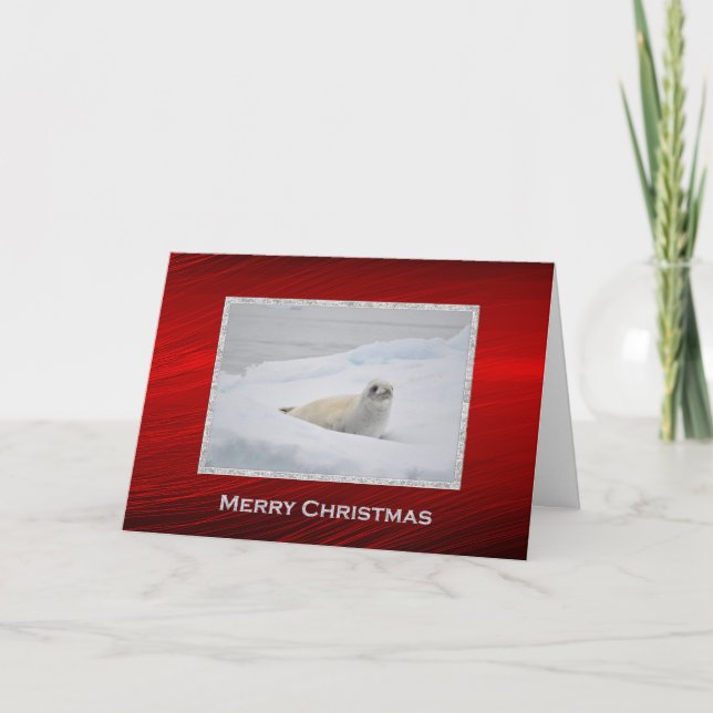 Cartes Pour Fêtes Annuelles Phoque du port blanc Phoque de neige Noël (Devant)
