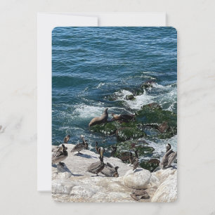 Cartes Pour Fêtes Annuelles Phoques et oiseaux