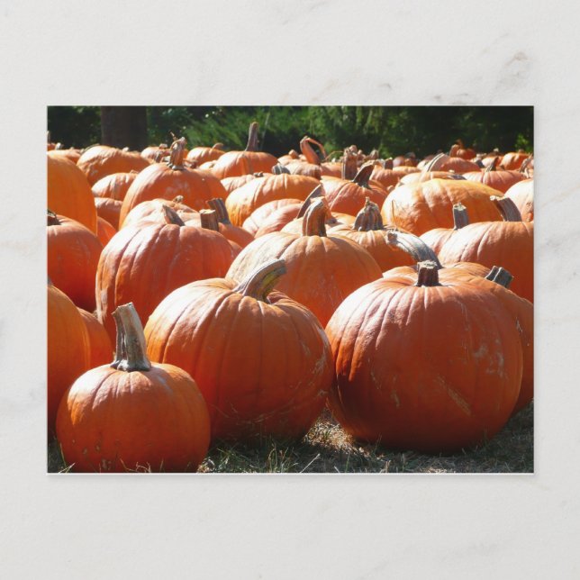 Cartes Pour Fêtes Annuelles Photo citrouille pour automne, Halloween ou Thanks (Devant)