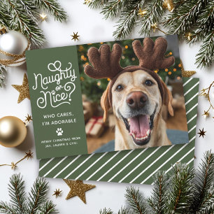Cartes Pour Fêtes Annuelles Photo de chien/chat mignon et drôle: méchant ou ge