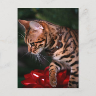 Cartes Pour Fêtes Annuelles Photo de Kitty de Noël (chat domestique du