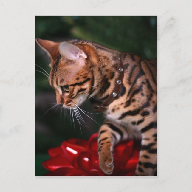 Cartes Pour Fêtes Annuelles Photo de Kitty de Noël (chat domestique du (Devant)