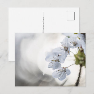 Cartes Pour Fêtes Annuelles Photo de la nature de la fleur de cerisier