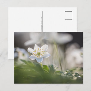 Cartes Pour Fêtes Annuelles Photo de la nature de l'anémone du bois