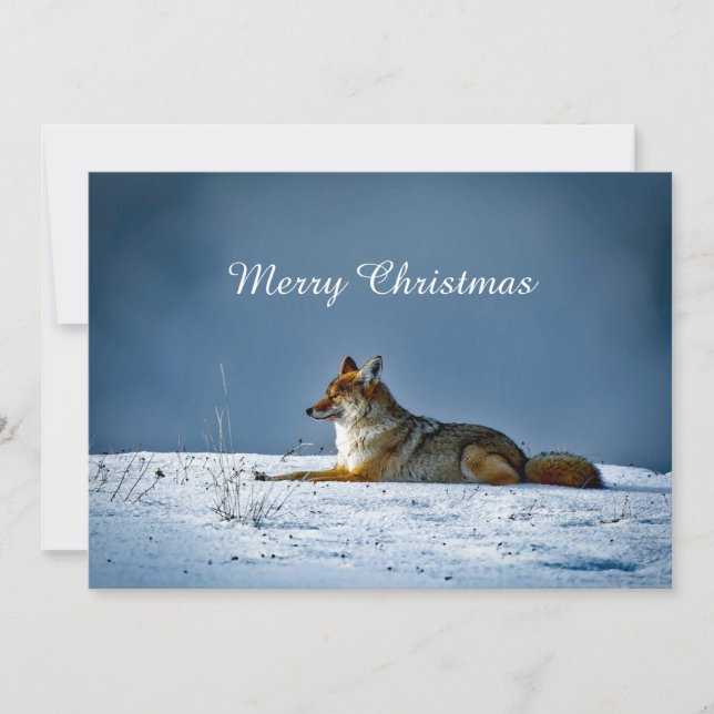 Cartes Pour Fêtes Annuelles Photo de neige Coyote Appartement de Noël (Devant)