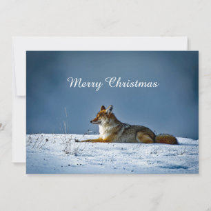 Cartes Pour Fêtes Annuelles Photo de neige Coyote Appartement de Noël