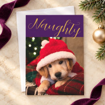 Photo de Noël de l'animal vilain Sugar Plum Gold