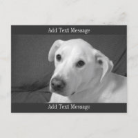 Photo en noir et blanc d'un beau chien à l'âne