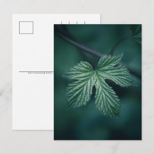 Cartes Pour Fêtes Annuelles Photo Hop Humulus Leaf Nature