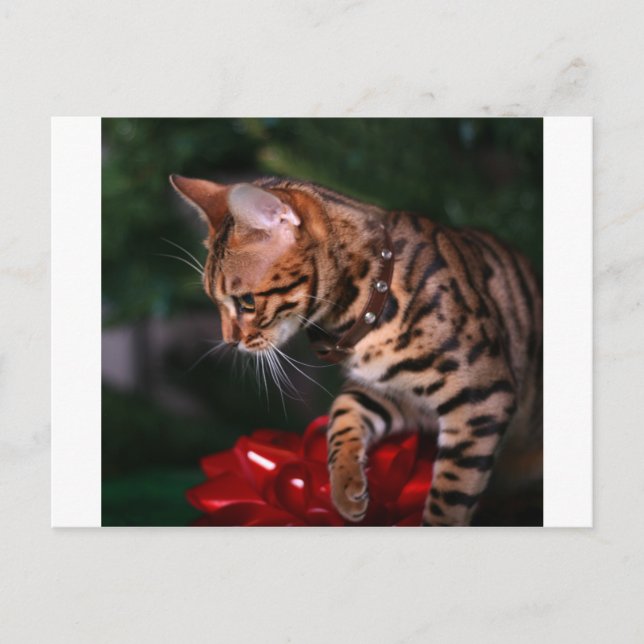 Cartes Pour Fêtes Annuelles Photo Kitty de Noël (Chat Bengale domestique) (Devant)