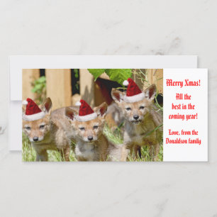 Cartes Pour Fêtes Annuelles Photo Noël Baby Coyote