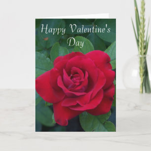 Cartes Pour Fêtes Annuelles Photo Red Rose