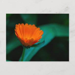 Cartes Pour Fêtes Annuelles Photographie de fleur de marguerite orange