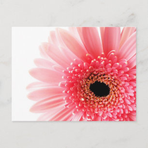 Cartes Pour Fêtes Annuelles Photographie de gerbera rose frais