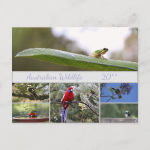Cartes Pour Fêtes Annuelles Photographie de la faune australienne