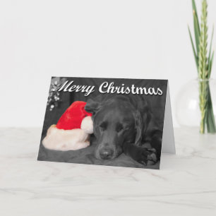 Cartes Pour Fêtes Annuelles Photographie d'un labrador chocolat endormi près d