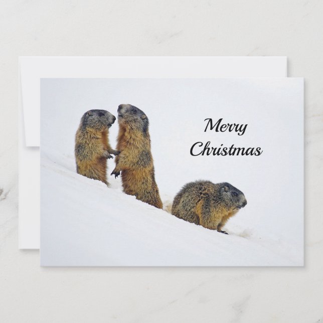 Cartes Pour Fêtes Annuelles Photos de neige des marmottes de la faune (Devant)