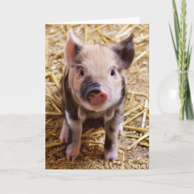 Cartes Pour Fêtes Annuelles PIC mignonne d'un porc de bébé (Devant)
