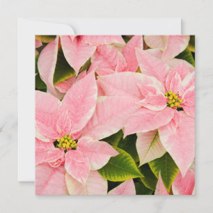 Cartes Pour Fêtes Annuelles Pink Poinsettias