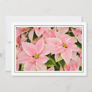 Cartes Pour Fêtes Annuelles Pink Poinsettias