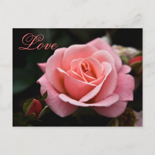 Cartes Pour Fêtes Annuelles Pink Rose