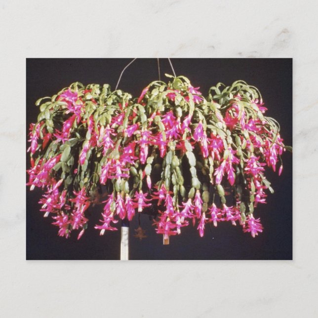 Cartes Pour Fêtes Annuelles Pink Schlumbergera Bridgesii (Cactus de Noël) fl (Devant)