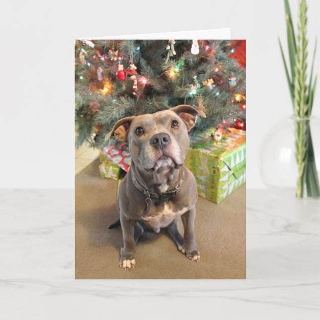 Cartes Pour Fêtes Annuelles Pitbull I Want a Present Christmas Card (Devant)