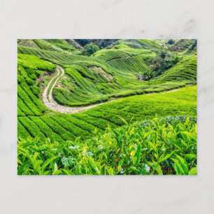 Cartes Pour Fêtes Annuelles Plantation de thé des Cameron Highlands
