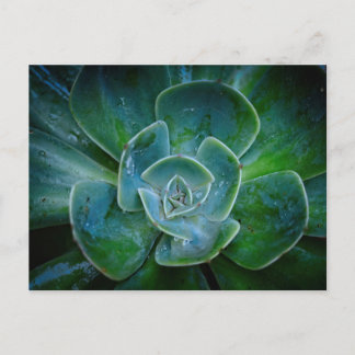 Cartes Pour Fêtes Annuelles Plante à feuillage persistant