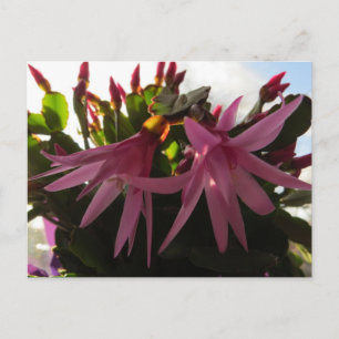 Cartes Pour Fêtes Annuelles Plante de fleurs de Cactus de Pâques