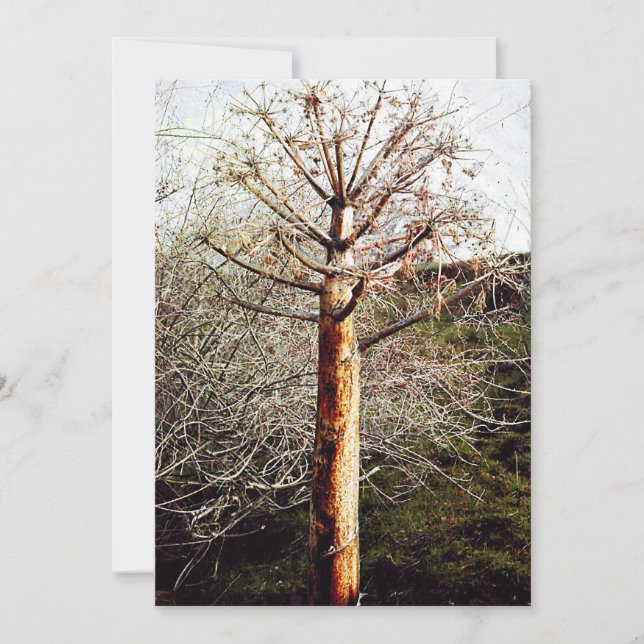 Cartes Pour Fêtes Annuelles Plante Ferula sec (Devant)