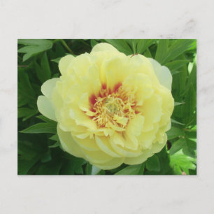 Cartes Pour Fêtes Annuelles Plutôt Jaune Bartzella Peony Flower Bloom PC