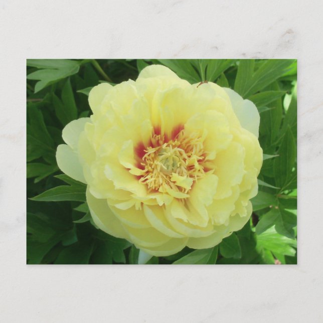 Cartes Pour Fêtes Annuelles Plutôt Jaune Bartzella Peony Flower Bloom PC (Devant)