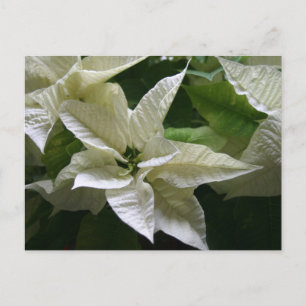 Cartes Pour Fêtes Annuelles Poinsettia blanche verte vacances de Noël