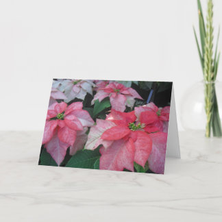 Cartes Pour Fêtes Annuelles Poinsettia Blossoms