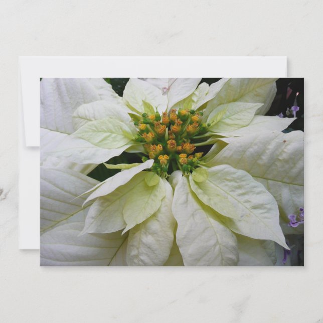 Cartes Pour Fêtes Annuelles Poinsettia Elegant Christmas Holiday Floral (Devant)