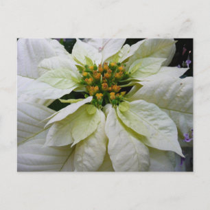 Cartes Pour Fêtes Annuelles Poinsettia Elegant Christmas Holiday Floral