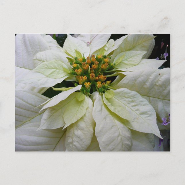 Cartes Pour Fêtes Annuelles Poinsettia Elegant Christmas Holiday Floral (Devant)
