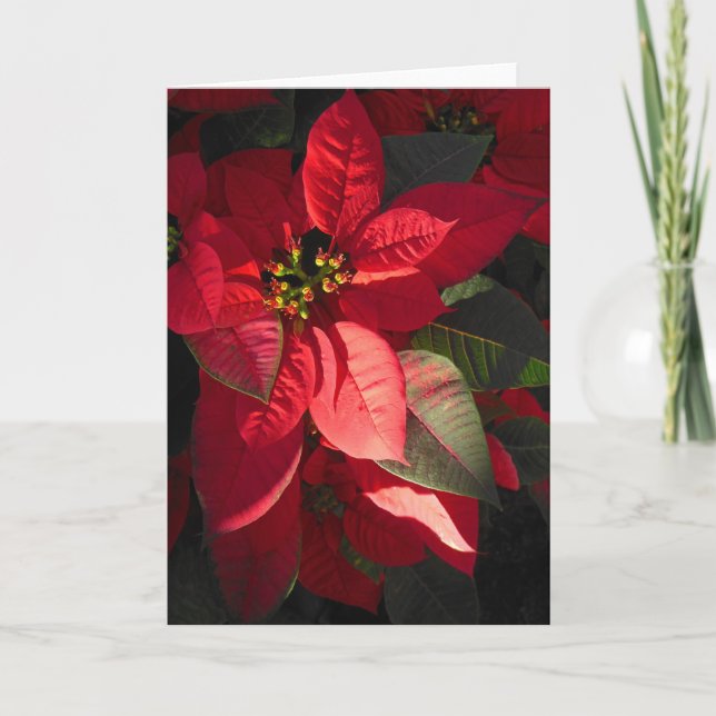 Cartes Pour Fêtes Annuelles Poinsettia hawaïenne (Devant)