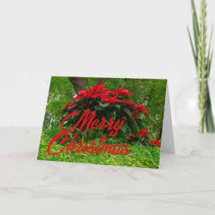 Cartes Pour Fêtes Annuelles Poinsettia rouge