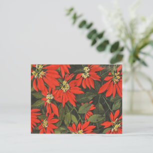 Cartes Pour Fêtes Annuelles Poinsettia rouge
