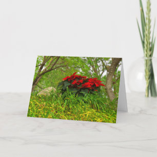 Cartes Pour Fêtes Annuelles Poinsettia rouge - Personnalisable