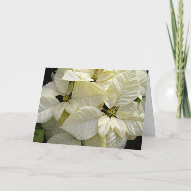 Cartes Pour Fêtes Annuelles Poinsettias blanches (Devant)