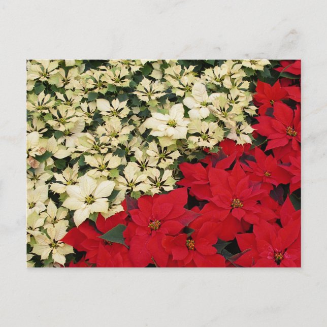 Cartes Pour Fêtes Annuelles Poinsettias blanches et rouges I Holiday Floral (Devant)