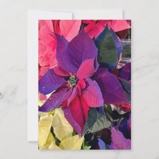 Cartes Pour Fêtes Annuelles Poinsettias Magic