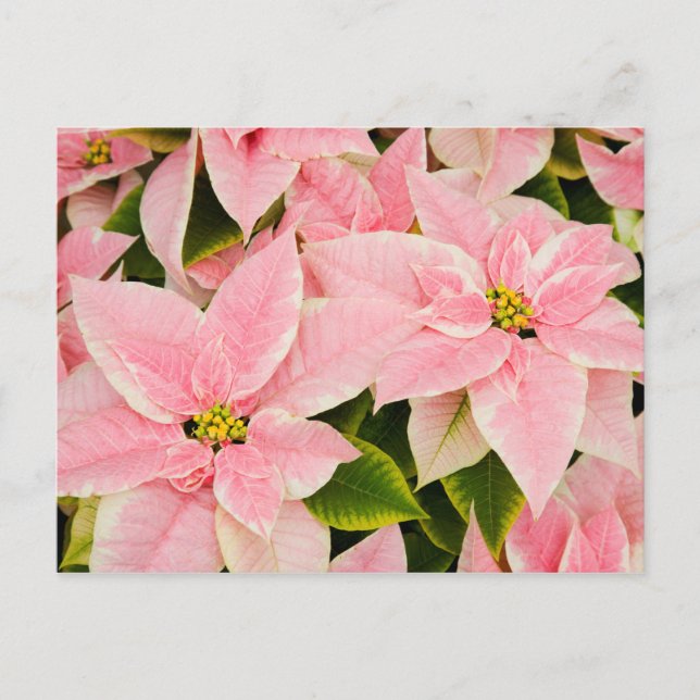 Cartes Pour Fêtes Annuelles Poinsettias roses (Devant)