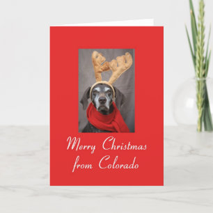 Cartes Pour Fêtes Annuelles Pointeur de rennes du Colorado joyeux x mas