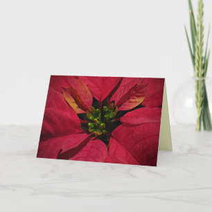 Cartes Pour Fêtes Annuelles Pointsettia rouge